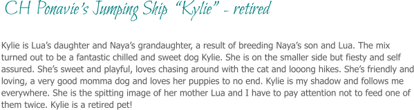 Kylie is Lua’s daughter and Naya’s grandaughter, a result of breeding Naya’s son and Lua. The mix turned out to be a fantastic chilled and sweet dog Kylie. She is on the smaller side but fiesty and self assured. She’s sweet and playful, loves chasing around with the cat and looong hikes. She’s friendly and loving, a very good momma dog and loves her puppies to no end. Kylie is my shadow and follows me everywhere. She is the spitting image of her mother Lua and I have to pay attention not to feed one of them twice. Kylie is a retired pet!   CH Ponavie’s Jumping Ship  “Kylie” - retired