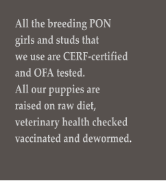 All the breeding PON  girls and studs that  we use are CERF-certified  and OFA tested.  All our puppies are  raised on raw diet,  veterinary health checked  vaccinated and dewormed.