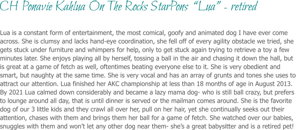 Lua is a constant form of entertainment, the most comical, goofy and animated dog I have ever come across. She is clumsy and lacks hand-eye coordination, she fell off of every agility obstacle we tried, she gets stuck under furniture and whimpers for help, only to get stuck again trying to retrieve a toy a few minutes later. She enjoys playing all by herself, tossing a ball in the air and chasing it down the hall, but is great at a game of fetch as well, oftentimes beating everyone else to it. She is very obedient and smart, but naughty at the same time. She is very vocal and has an array of grunts and tones she uses to attract our attention. Lua finished her AKC championship at less than 18 months of age in August 2013. By 2021 Lua calmed down considerably and became a lazy mama dog- who is still ball crazy, but prefers to lounge around all day, that is until dinner is served or the mailman comes around. She is the favorite dog of our 3 little kids and they crawl all over her, pull on her hair, yet she continually seeks out their attention, chases with them and brings them her ball for a game of fetch. She watched over our babies,  snuggles with them and won’t let any other dog near them- she’s a great babysitter and is a retired pet! CH Ponavie Kahlua On The Rocks StarPons  “Lua” - retired