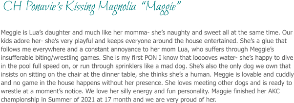 Meggie is Lua’s daughter and much like her momma- she’s naughty and sweet all at the same time. Our kids adore her- she’s very playful and keeps everyone around the house entertained. She’s a glue that follows me everywhere and a constant annoyance to her mom Lua, who suffers through Meggie’s insufferable biting/wrestling games. She is my first PON I know that looooves water- she’s happy to dive in the pool full speed on, or run through sprinklers like a mad dog. She’s also the only dog we own that insists on sitting on the chair at the dinner table, she thinks she’s a human. Meggie is lovable and cuddly and no game in the house happens without her presence. She loves meeting other dogs and is ready to wrestle at a moment’s notice. We love her silly energy and fun personality. Maggie finished her AKC championship in Summer of 2021 at 17 month and we are very proud of her.  CH Ponavie’s Kissing Magnolia  “Maggie”