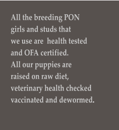 All the breeding PON  girls and studs that  we use are  health tested and OFA certified.  All our puppies are  raised on raw diet,  veterinary health checked  vaccinated and dewormed.
