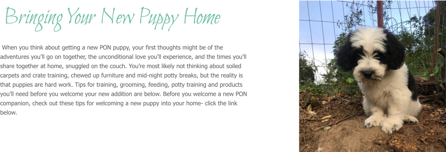 When you think about getting a new PON puppy, your first thoughts might be of the adventures you’ll go on together, the unconditional love you’ll experience, and the times you’ll share together at home, snuggled on the couch. You’re most likely not thinking about soiled carpets and crate training, chewed up furniture and mid-night potty breaks, but the reality is that puppies are hard work. Tips for training, grooming, feeding, potty training and products you’ll need before you welcome your new addition are below. Before you welcome a new PON companion, check out these tips for welcoming a new puppy into your home- click the link below.   Bringing Your New Puppy Home