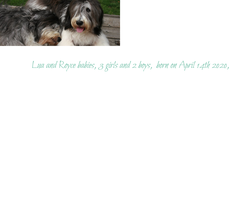 Lua and Royce babies, 3 girls and 2 boys,  born on April 14th 2020,