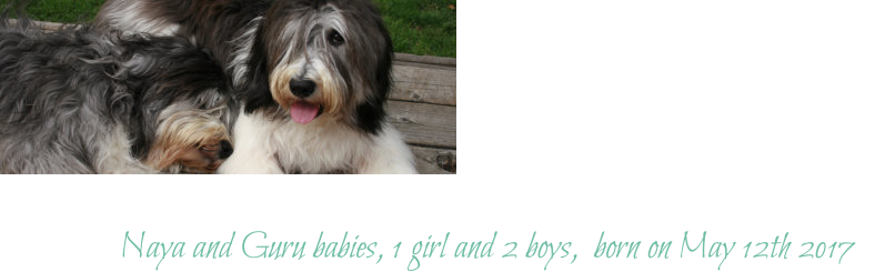 Naya and Guru babies, 1 girl and 2 boys,  born on May 12th 2017
