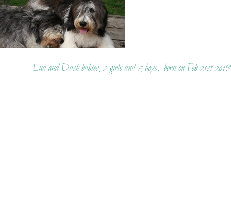 Lua and Dash babies, 2 girls and 5 boys,  born on Feb 21st 2019