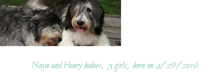 Naya and Henry babies,  3 girls,  born on 4/29/2016