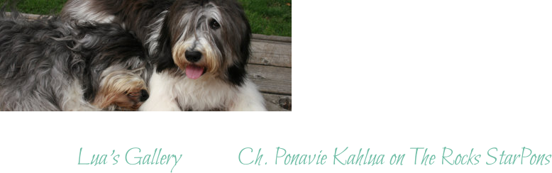 Lua’s Gallery			Ch. Ponavie Kahlua on The Rocks StarPons