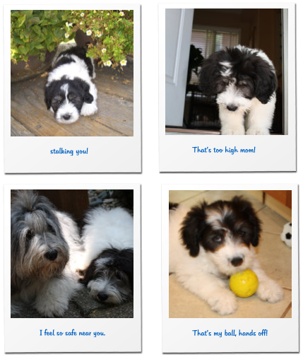 stalking you!  I feel so safe near you. That’s too high mom!  That’s my ball, hands off!