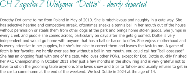 Dorothy-Dot came to me from Poland in May of 2010. She is mischievous and naughty in a cute way. She has selective hearing and competitive streak, oftentimes sneaks a tennis ball in her mouth out of the house without permission or steals them from other dogs at the park and brings home stolen goods. She jumps in every creek and puddle she comes across, particularly on days after she gets groomed. Dottie is very independent and would go home with anyone that has a ball or bacon to offer. She enjoys motherhood and is overly attentive to her puppies, but she’s too nice to correct them and leaves the task to me. A game of fetch is her favorite, we hardly ever see her without a ball in her mouth, you could call her “ball obsessed”. She has an ongoing feud with one of the cats, who loves other PONs, except for Dot. Dottie quickly finished her AKC Championship in October 2011 after just a few months in the show ring and is very grateful not to have to sit on the grooming table anymore. She loves snow and trips to Tahoe- and usually refuses to get in the car to come home at the end of the weekend. We lost Dottie in 2024 at the age of 14.  CH Zagadka Z Wielgowa  “Dottie” - dearly departed