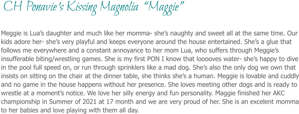 Meggie is Lua’s daughter and much like her momma- she’s naughty and sweet all at the same time. Our kids adore her- she’s very playful and keeps everyone around the house entertained. She’s a glue that follows me everywhere and a constant annoyance to her mom Lua, who suffers through Meggie’s insufferable biting/wrestling games. She is my first PON I know that looooves water- she’s happy to dive in the pool full speed on, or run through sprinklers like a mad dog. She’s also the only dog we own that insists on sitting on the chair at the dinner table, she thinks she’s a human. Meggie is lovable and cuddly and no game in the house happens without her presence. She loves meeting other dogs and is ready to wrestle at a moment’s notice. We love her silly energy and fun personality. Maggie finished her AKC championship in Summer of 2021 at 17 month and we are very proud of her. She is an excelent momma to her babies and love playing with them all day.   CH Ponavie’s Kissing Magnolia  “Maggie”