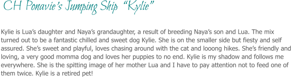 Kylie is Lua’s daughter and Naya’s grandaughter, a result of breeding Naya’s son and Lua. The mix turned out to be a fantastic chilled and sweet dog Kylie. She is on the smaller side but fiesty and self assured. She’s sweet and playful, loves chasing around with the cat and looong hikes. She’s friendly and loving, a very good momma dog and loves her puppies to no end. Kylie is my shadow and follows me everywhere. She is the spitting image of her mother Lua and I have to pay attention not to feed one of them twice. Kylie is a retired pet!   CH Ponavie’s Jumping Ship  “Kylie”